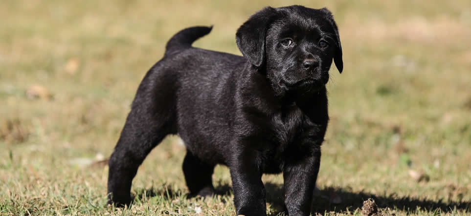Labrador Breeding