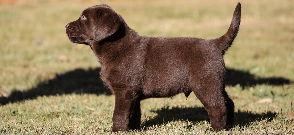 Labrador Puppies