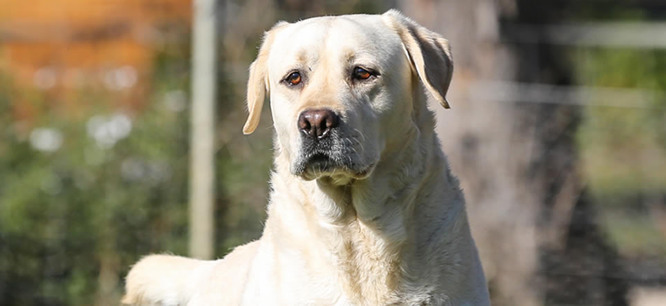 Labrador Breeders