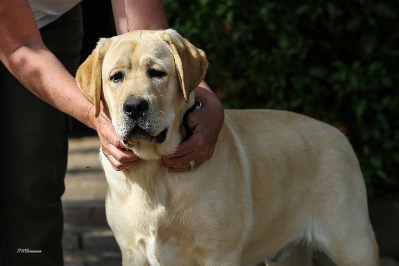 Labrador Breeder